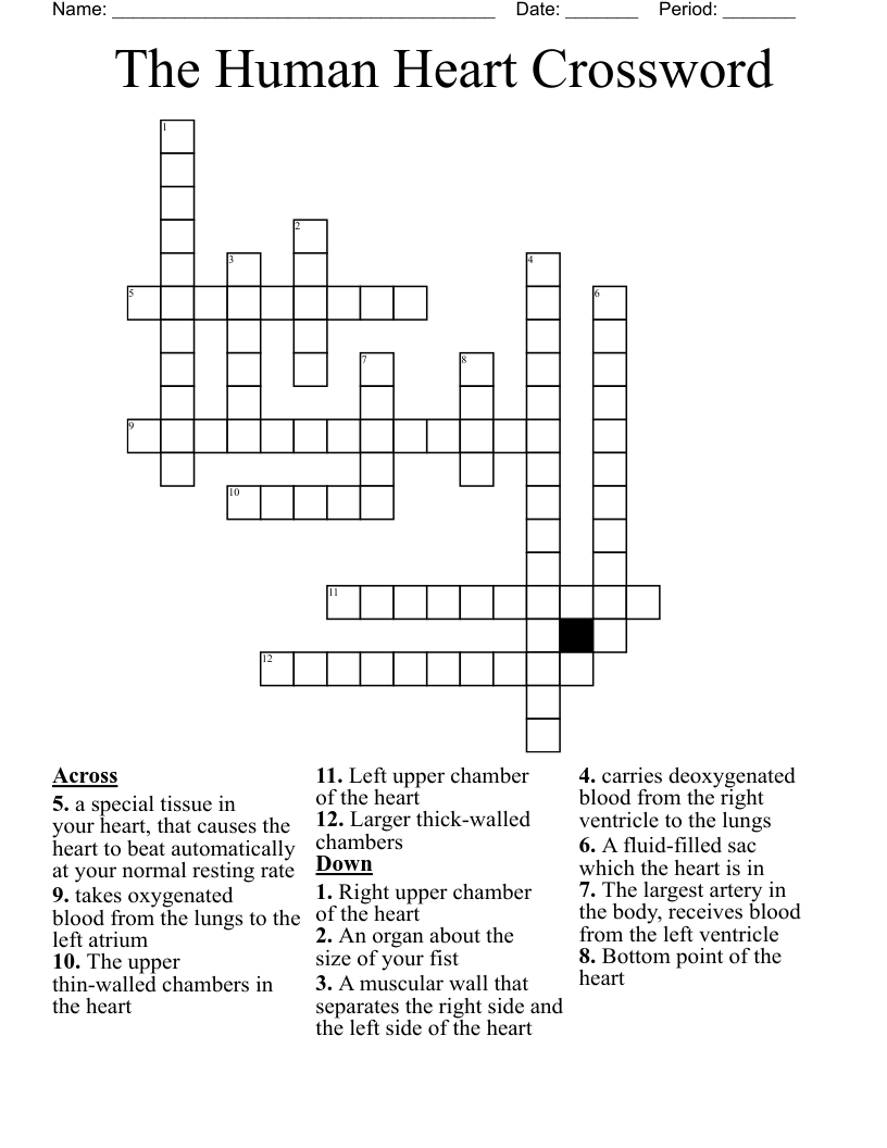 The Human Heart Crossword 