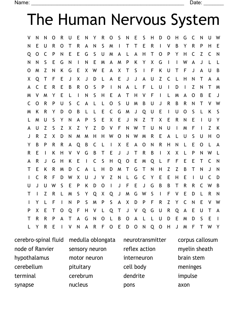 The Human Nervous System Word Search