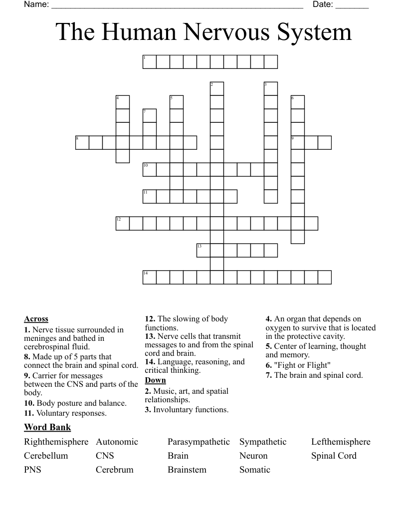 The Human Nervous System Crossword