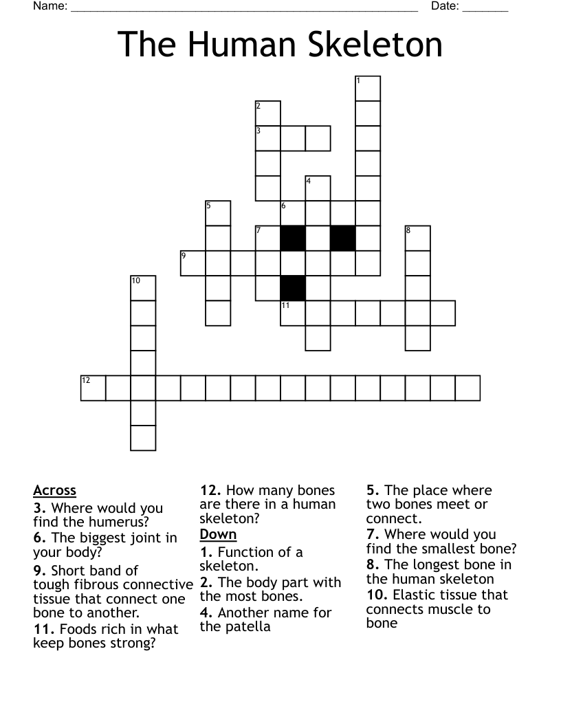 The Human Skeleton Crossword
