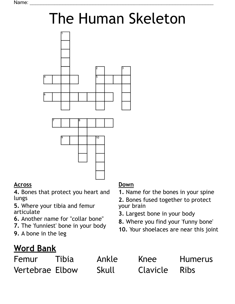 The Human Skeleton Crossword