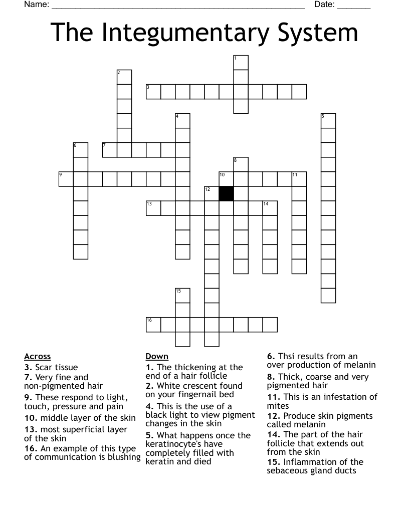 The Integumentary System Crossword