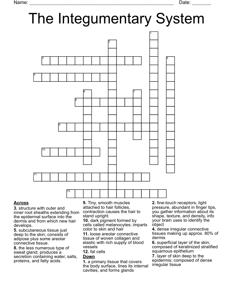 The Integumentary System  Crossword