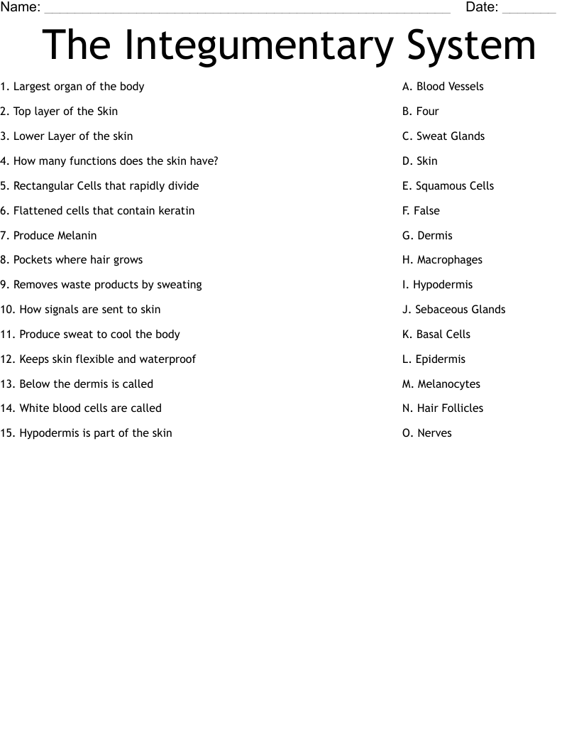 The Integumentary System  Worksheet