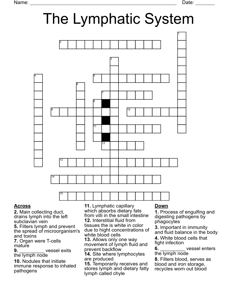 The Lymphatic System Crossword