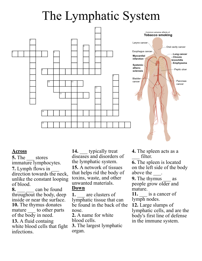 The Lymphatic System Crossword