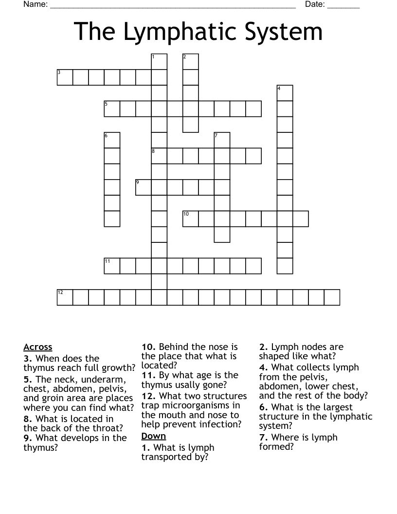 The Lymphatic System  Crossword