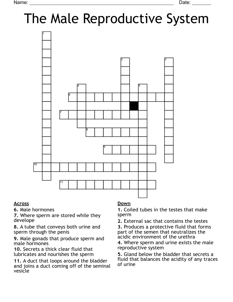 The Male Reproductive System Crossword