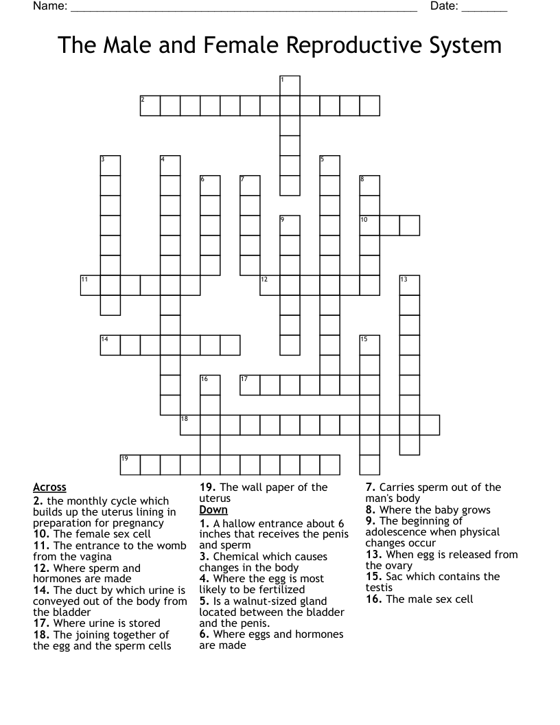 The Male and Female Reproductive System Crossword