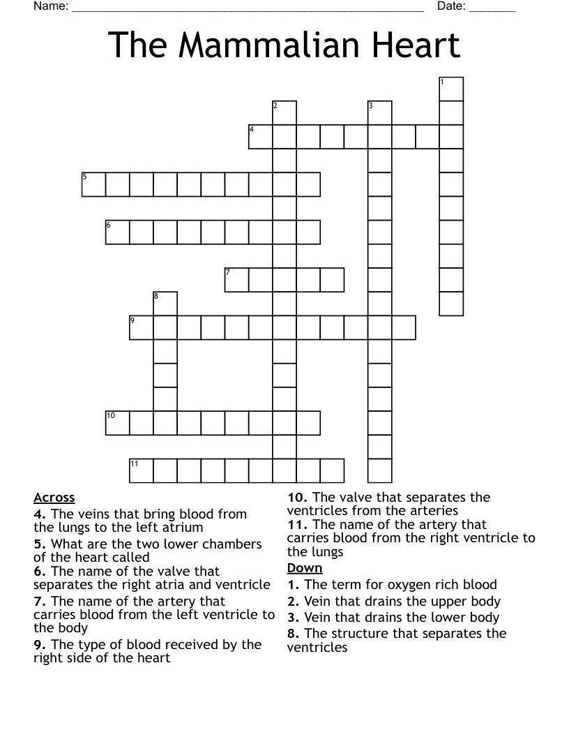The Mammalian Heart Crossword