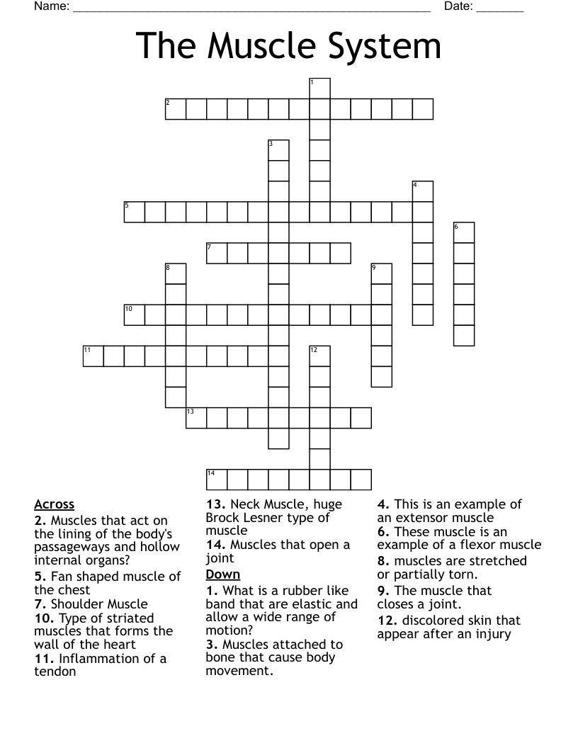 The Muscle System Crossword