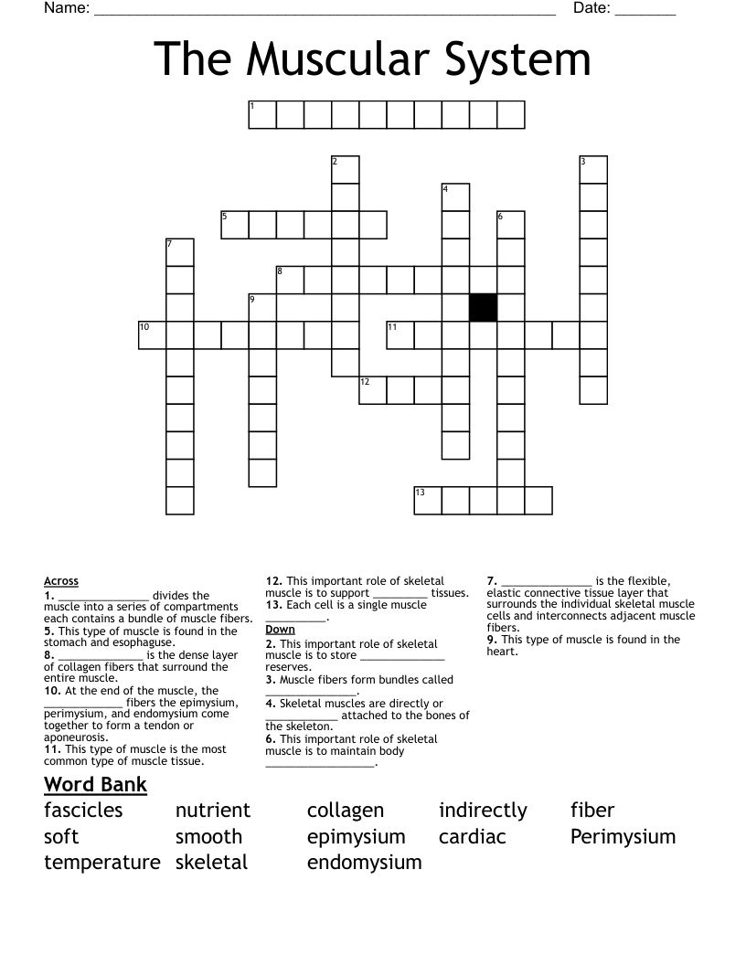The Muscular System Crossword