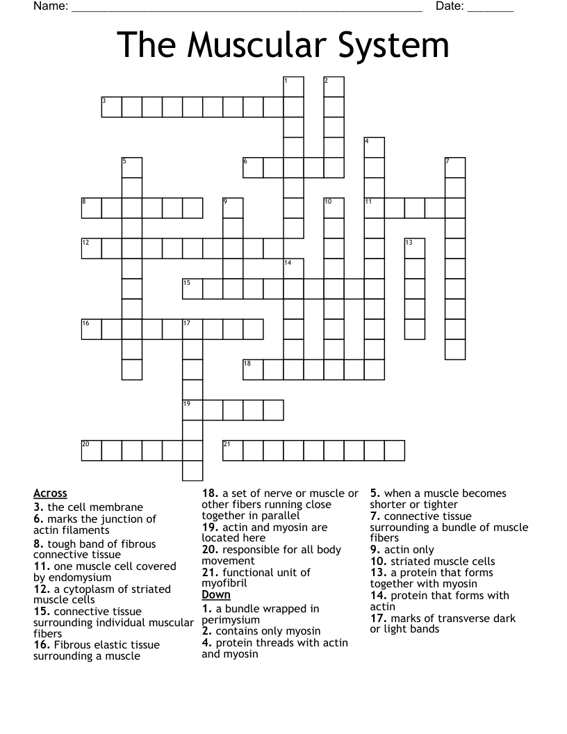 The Muscular System Crossword