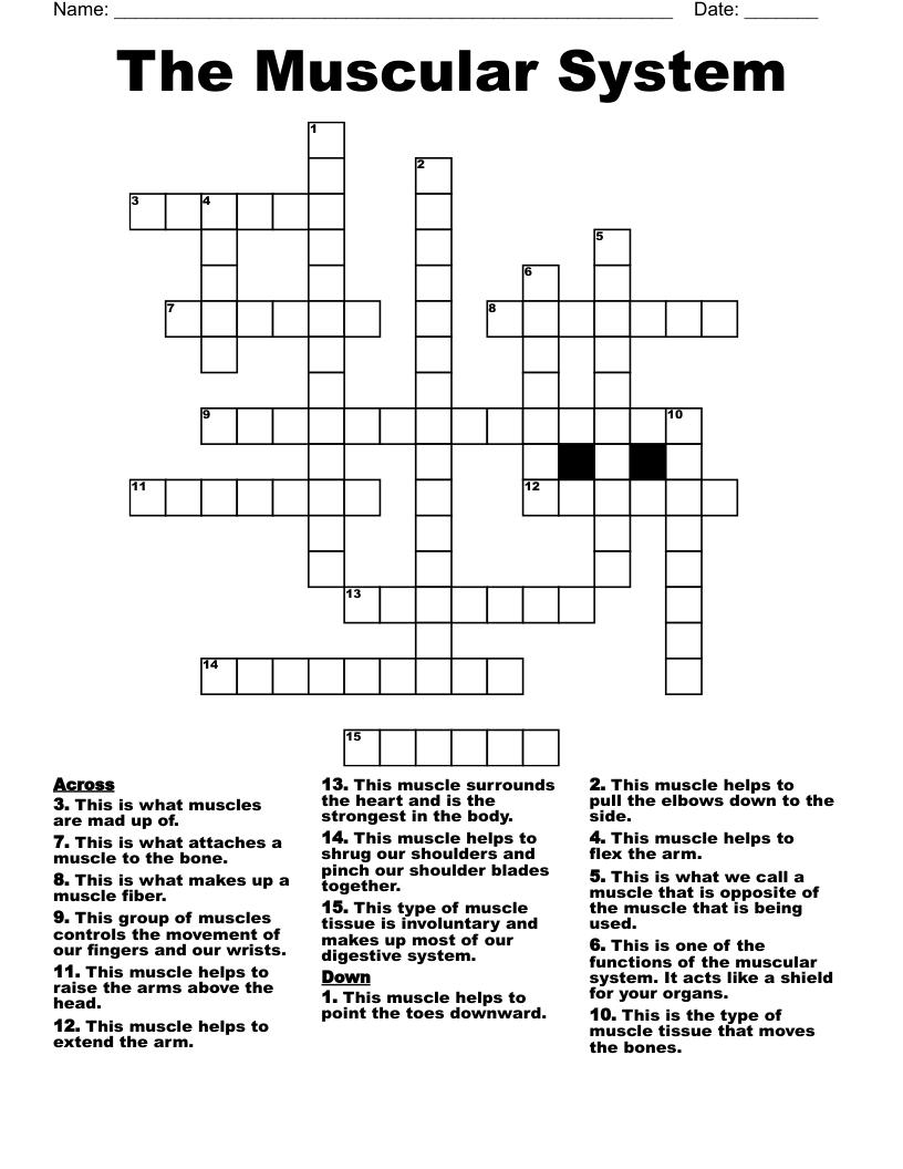 The Muscular System Crossword