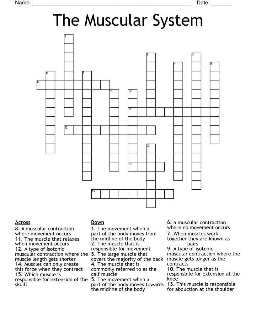 The Muscular System Crossword