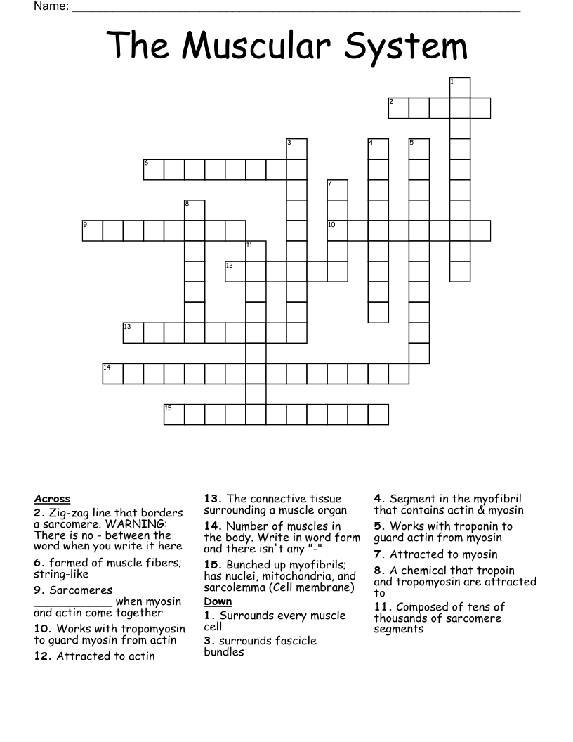 The Muscular System Crossword