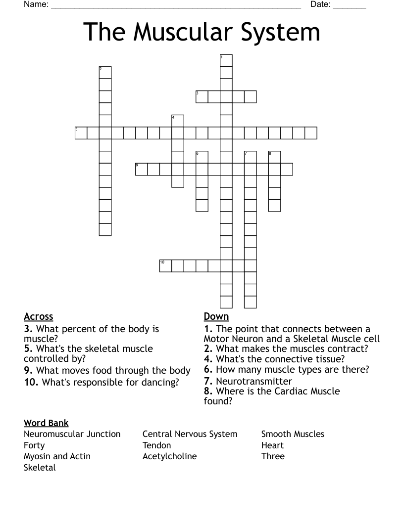 The Muscular System Crossword
