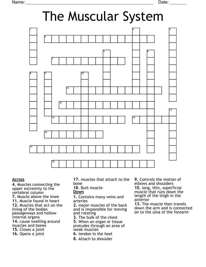 The Muscular System Crossword