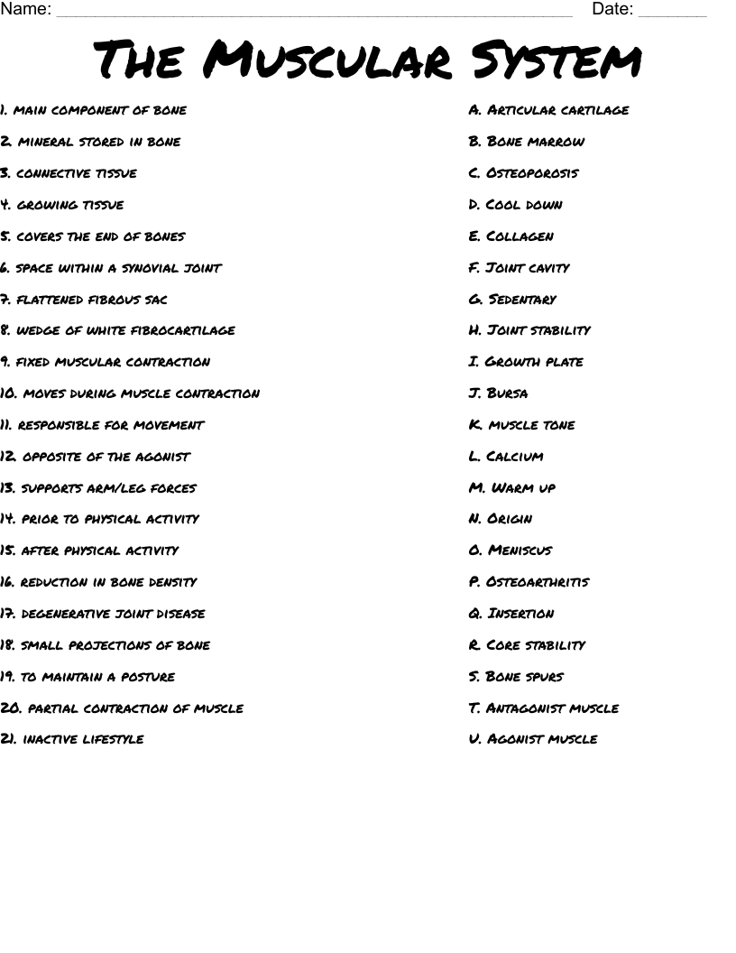 The Muscular System Worksheet