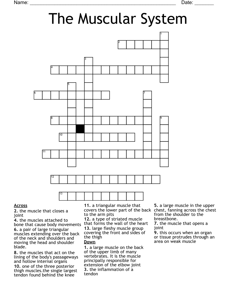 The Muscular System Crossword