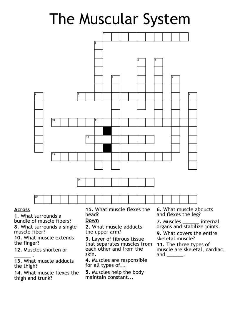 The Muscular System Crossword