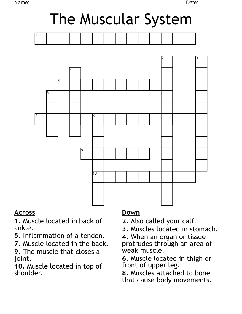 The Muscular System Crossword