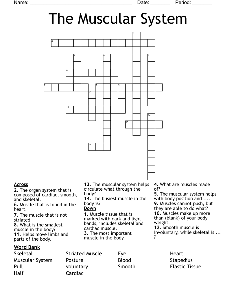 The Muscular System Crossword