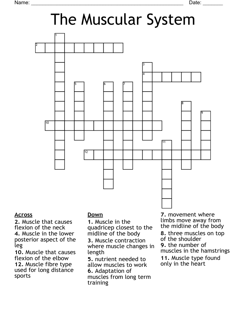The Muscular System Crossword