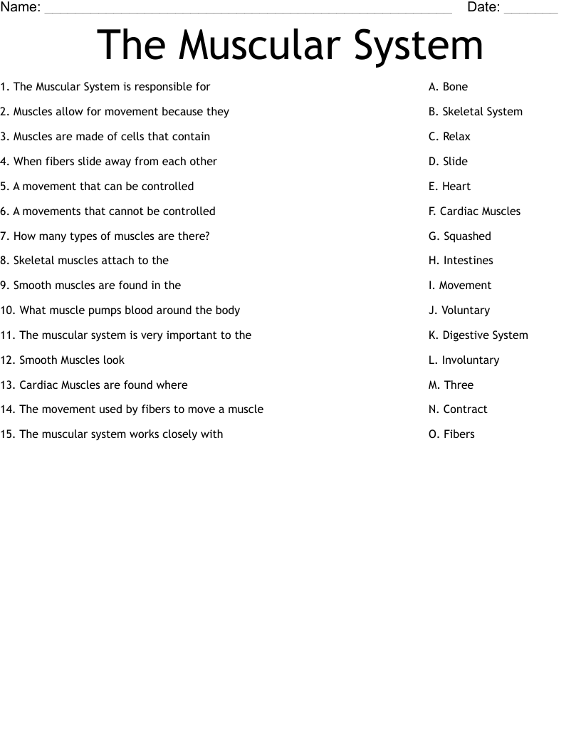 The Muscular System  Worksheet