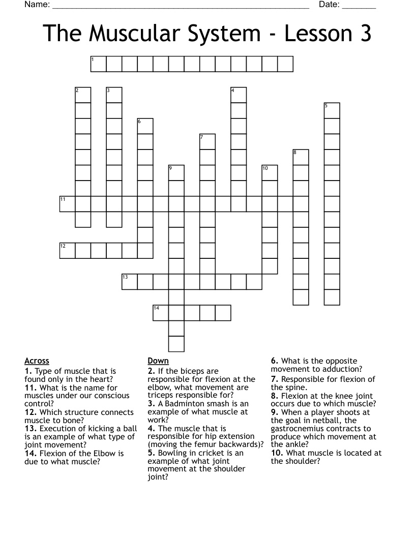 The Muscular System - Lesson 3 Crossword