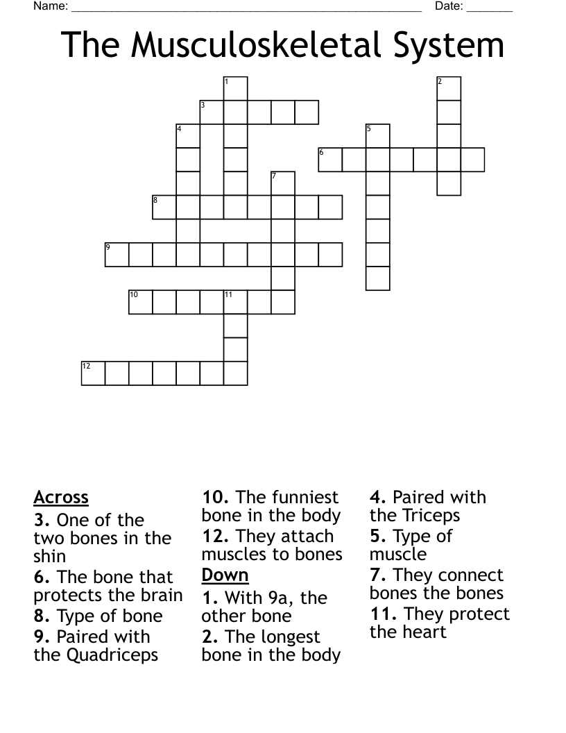 The Musculoskeletal System Crossword