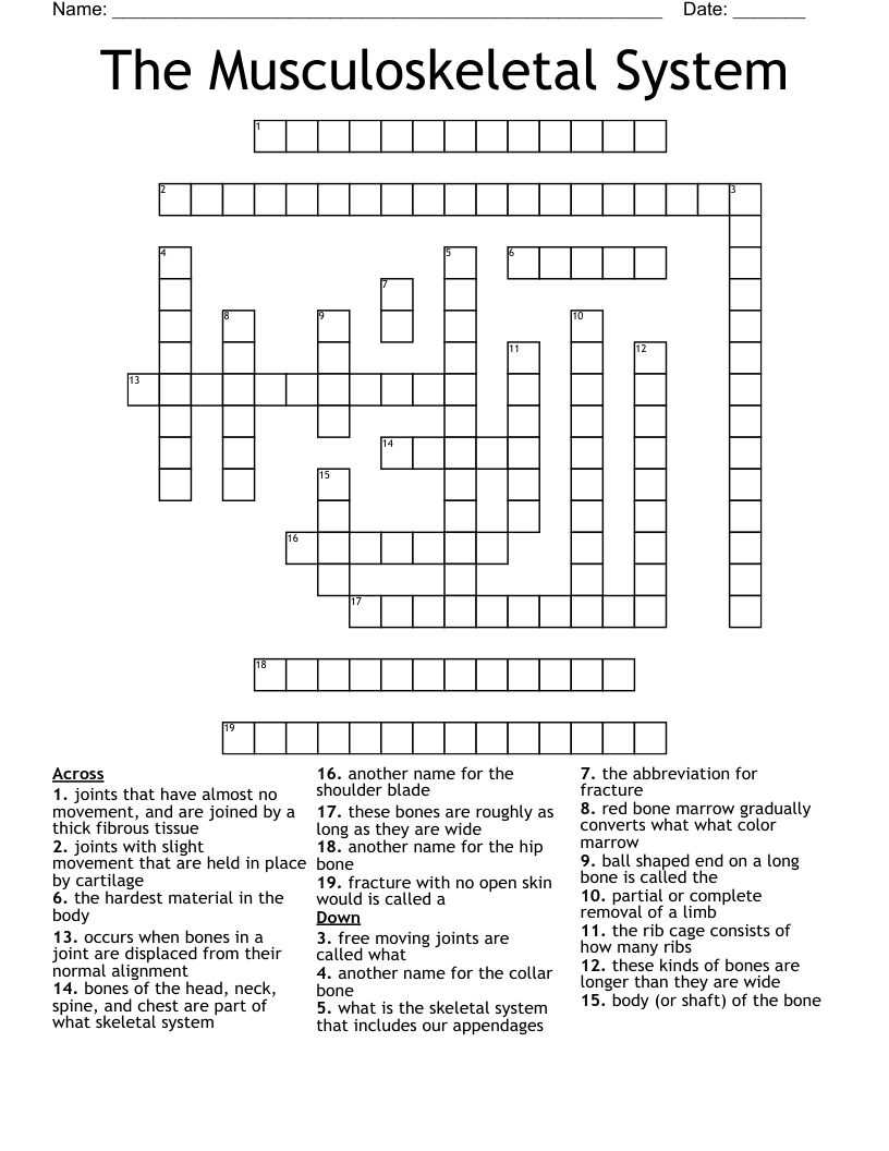 The Musculoskeletal System  Crossword