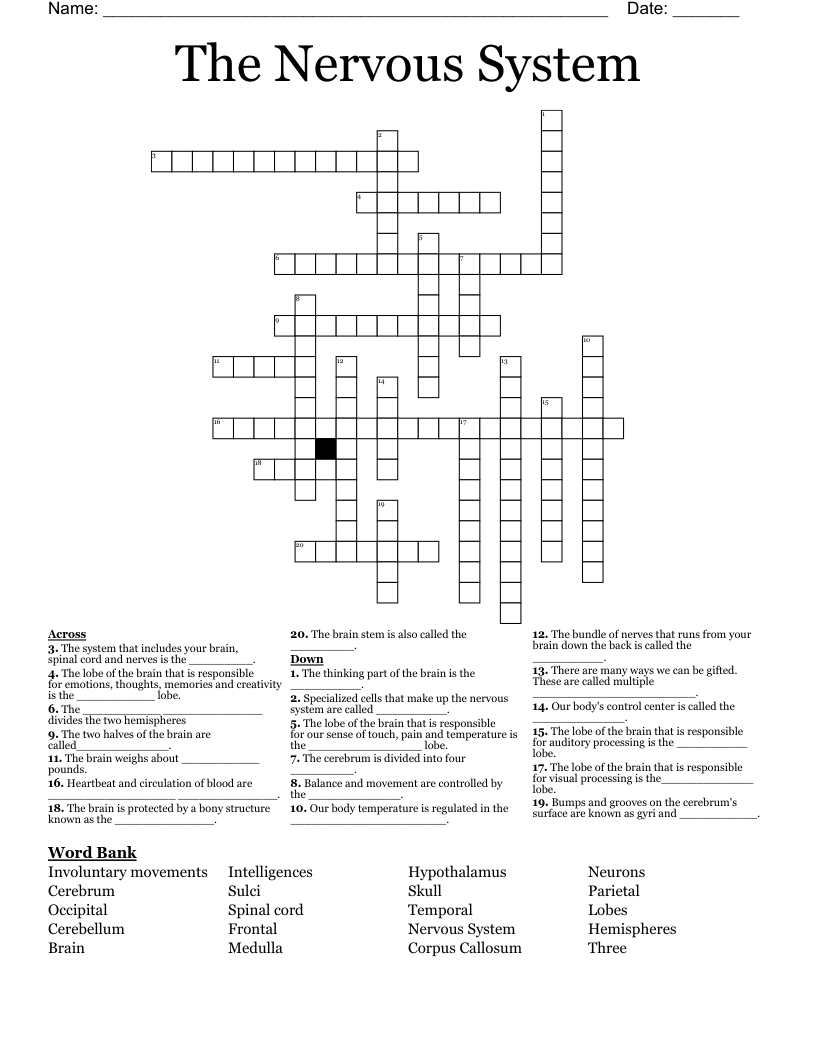 The Nervous System Crossword
