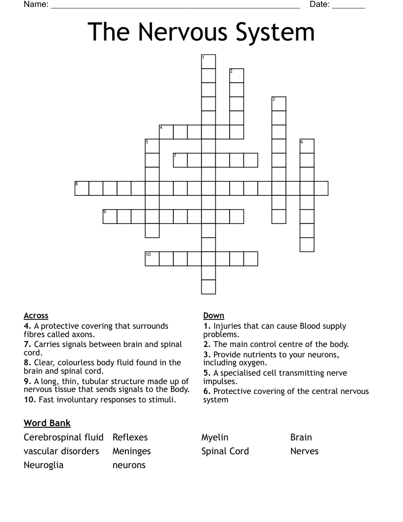 The Nervous System Crossword