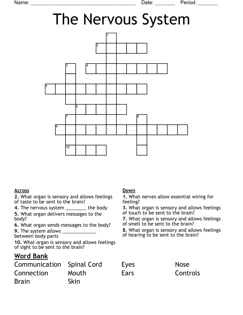 The Nervous System Crossword