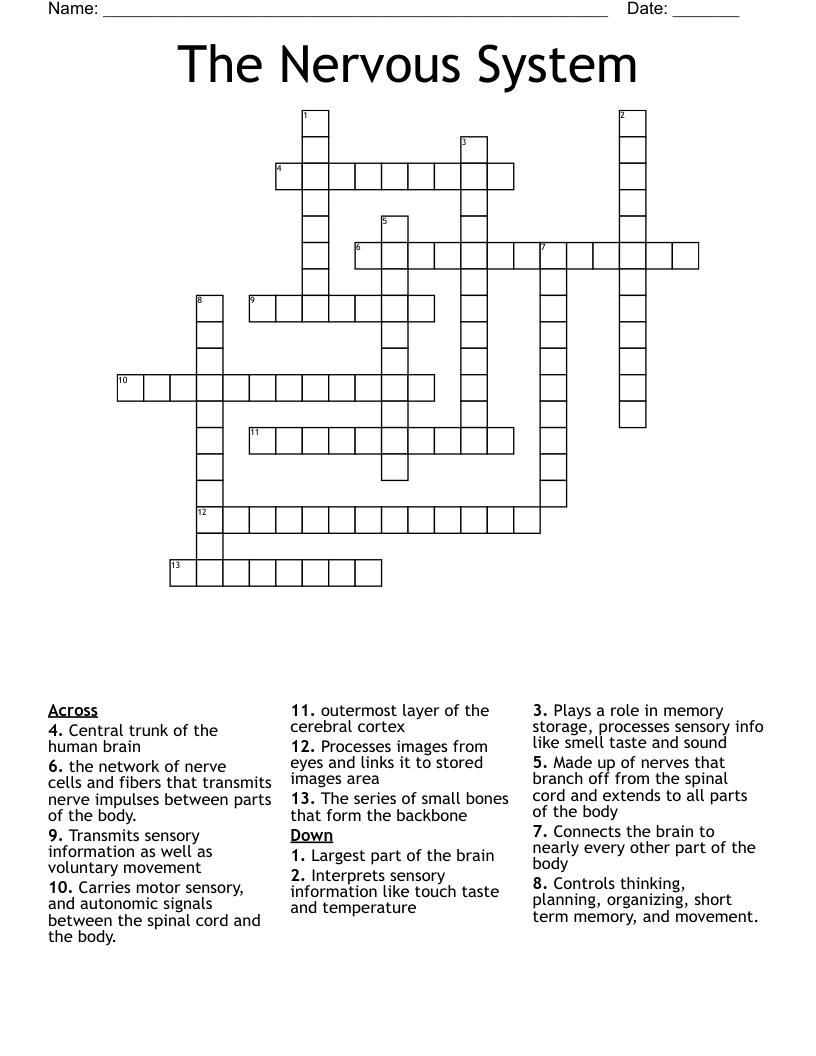 The Nervous System Crossword