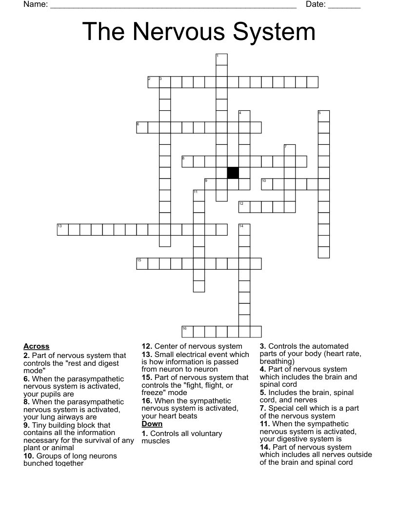 The Nervous System Crossword