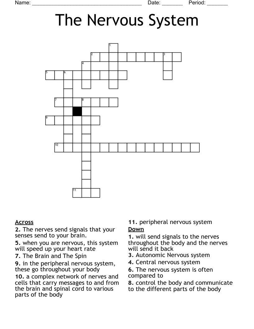 The Nervous System Crossword