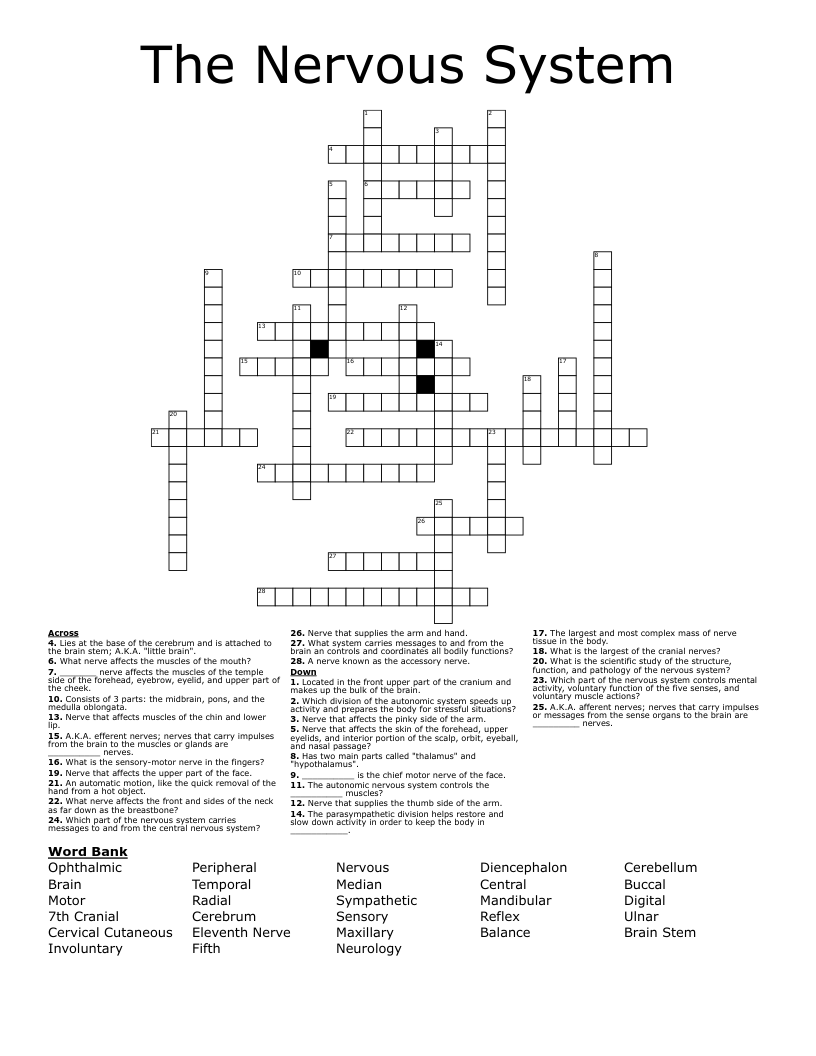 The Nervous System Crossword