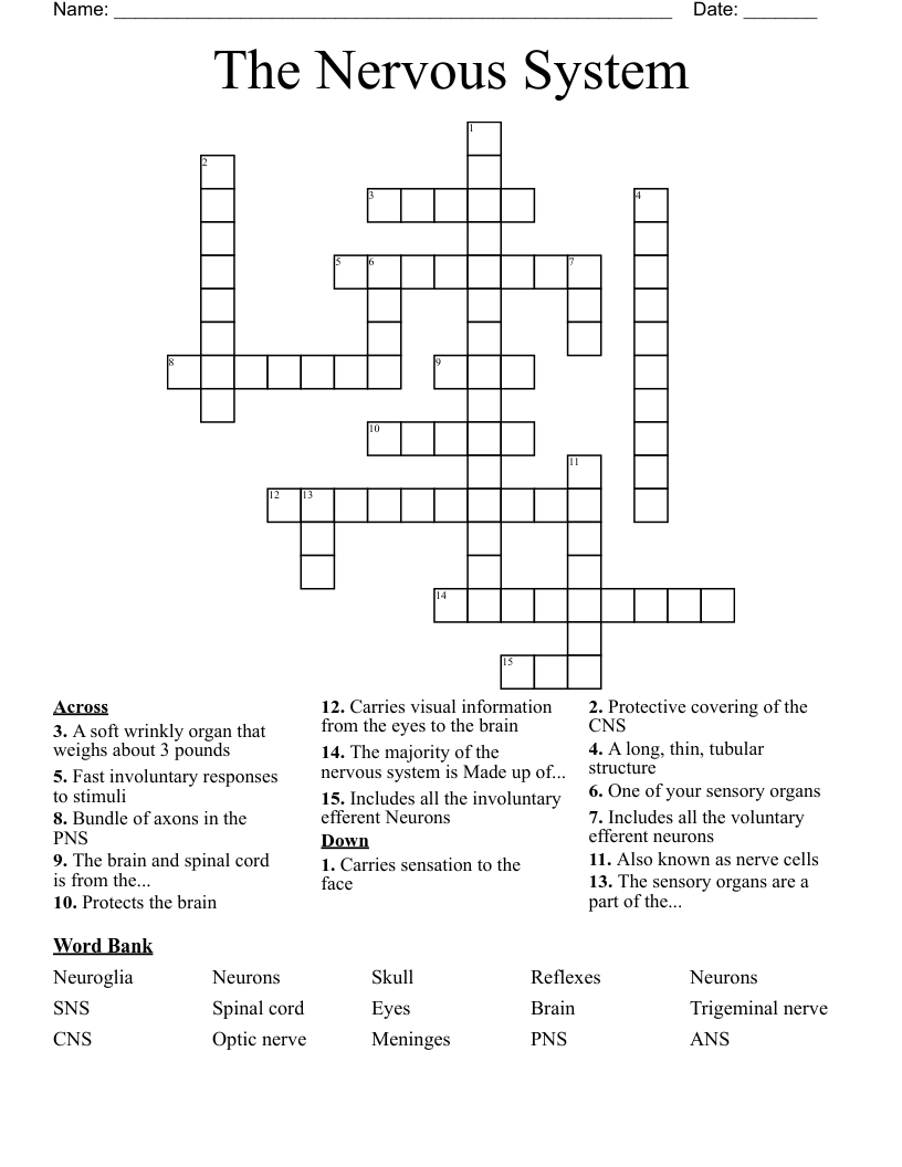 The Nervous System Crossword
