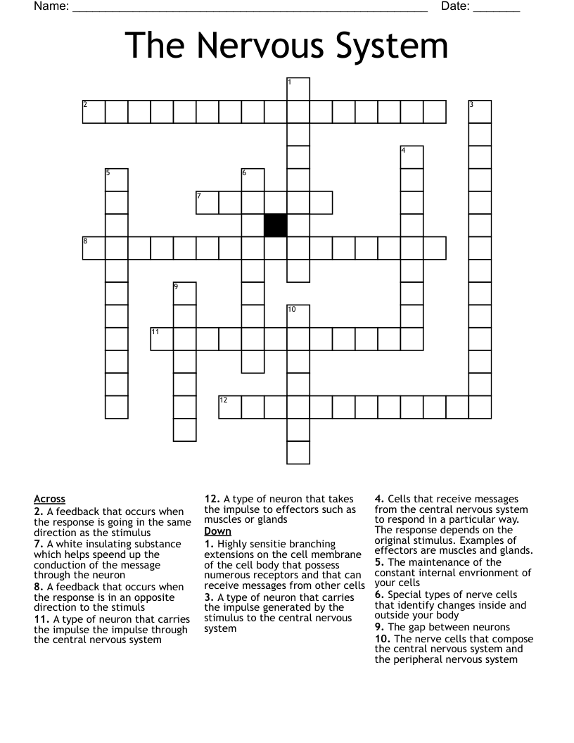 The Nervous System Crossword