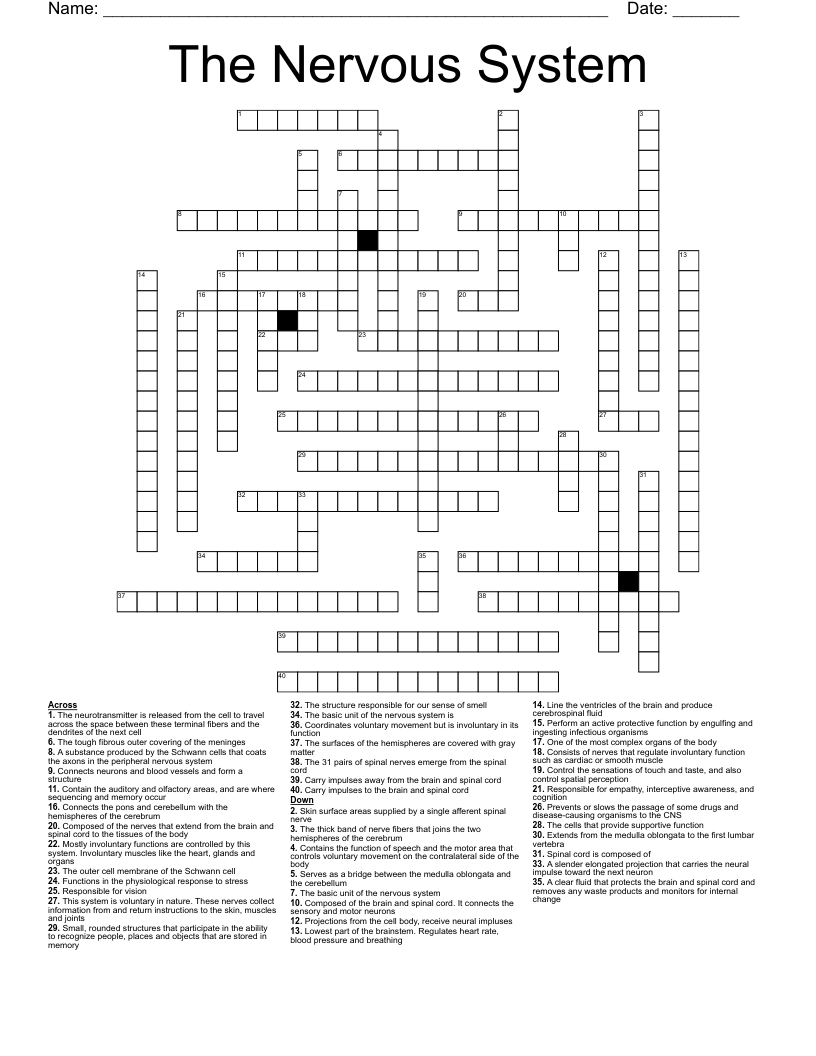 The Nervous System Crossword