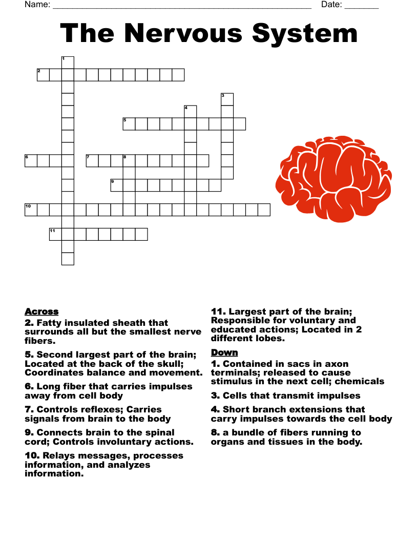 The Nervous System Crossword