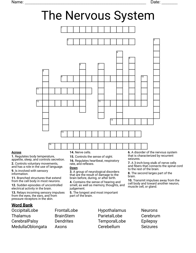 The Nervous System Crossword