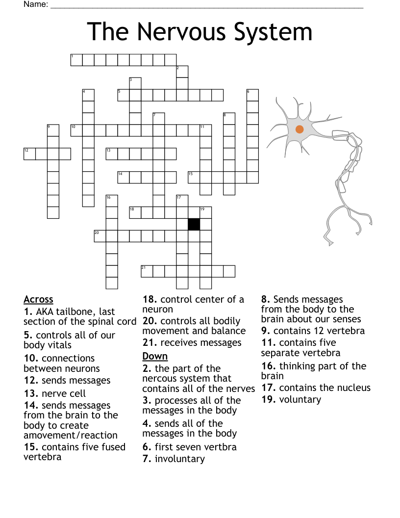 The Nervous System Crossword