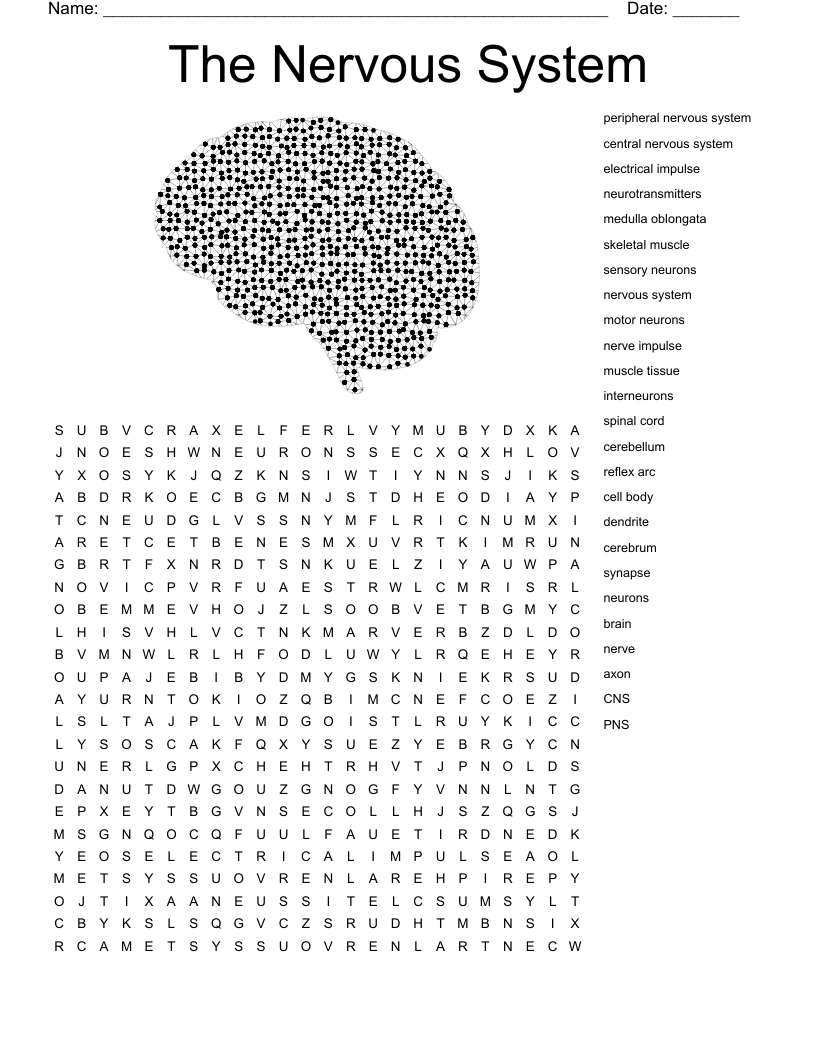 The Nervous System Word Search