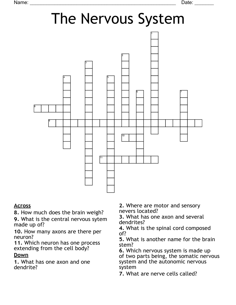The Nervous System Crossword
