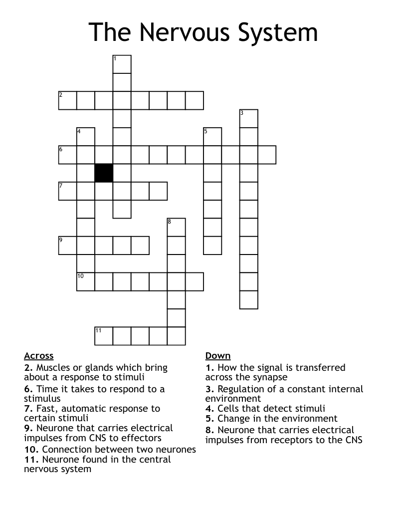 The Nervous System Crossword
