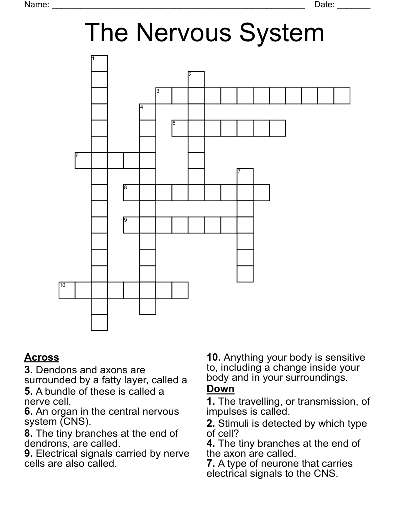 The Nervous System Crossword