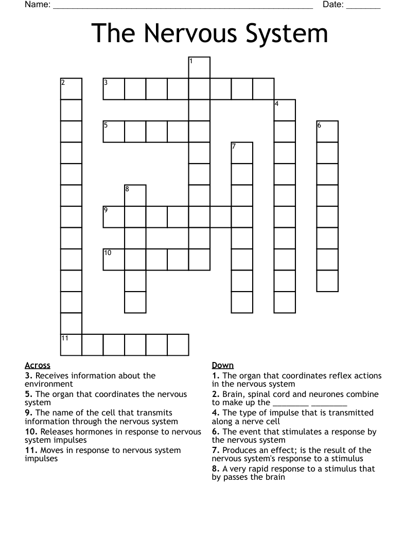 The Nervous System Crossword